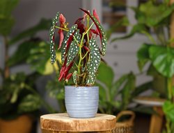 Angel Wing Begonia, Begonia Maculata
Shutterstock.com
New York, NY