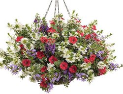 Angel Wings Container Recipe, Hanging Basket, Whirlwind White Scaevola
Proven Winners
Sycamore, IL