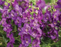 Angelface Blue Angelonia, Angelonia Hybrid, Purple Flowers
Proven Winners
Sycamore, IL