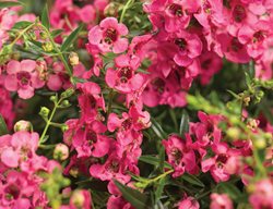 Angelface Cascade Pink, Angelonia Hybrid, Pink Angelonia
Proven Winners
Sycamore, IL