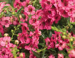 Angelface Cascade Pink, Angelonia Hybrid, Pink Angelonia
Proven Winners
Sycamore, IL
