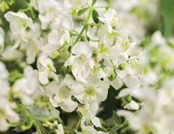 Angelface Cascadia White Angelonia, Summer Snapdragon, Angelonia
Proven Winners
Sycamore, IL