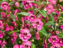 Angelface Perfectly Pink Angelonia, Pink Flowers, Angeloina Hybrid
Proven Winners
Sycamore, IL