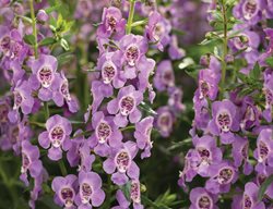 Angelface Steel Blue Angelonia, Angelonia Hybrid, Summer Flower
Proven Winners
Sycamore, IL