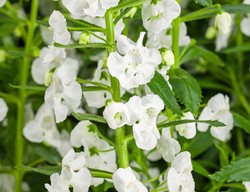 Angelface Super White, Summer Snapdragon, White Angelonia
Proven Winners
Sycamore, IL