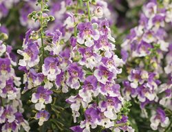 Angelface Wedgewood Blue Angelonia, Purple And White Flowers, Annual Flower
Proven Winners
Sycamore, IL