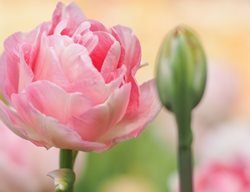 Angelique Tulip, Pink Tulip
Shutterstock.com
New York, NY