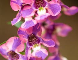 Angelmist Spreading Berry Sparkler Angelonia, Pink And Purple Flowers, Annual Flower
Janet Loughrey
