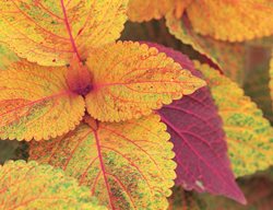 Anini Sunset Coleus, Orange Coleus
Garden Design
Calimesa, CA