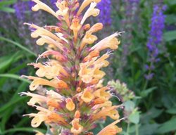 Anise Hyssop, Agastache Kudos Gold
Plant Paradise Country Gardens
Caledon, ON