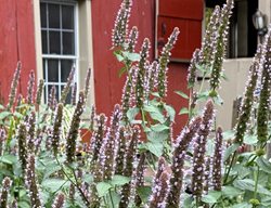 Anise Hyssop
Garden Design
Calimesa, CA