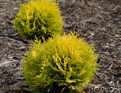 Anna's Magic Ball Arborvitae, Thuja Occidentalis, Evergreen Shrub
Proven Winners
Sycamore, IL