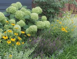 Annabelle Hydrangeas In Garden
Fieldwork Design Group
IL