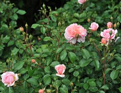 Anne Boleyn Rose, Pink Shrub Rose
Shutterstock.com
New York, NY