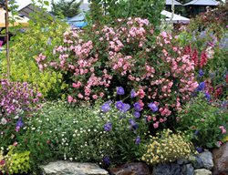 Annie’s Annuals And Perennials
Garden Design
Calimesa, CA