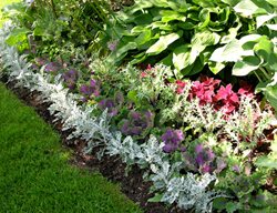 Annual Border
Garden Design
Calimesa, CA