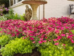 Annual Flowers, Petunia, Supertunia, Sedum
Proven Winners
Sycamore, IL