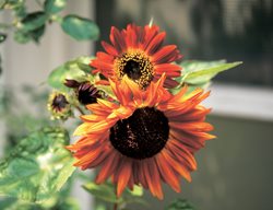 Annual Sunflowers, Drought Tolerant
Garden Design
Calimesa, CA