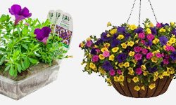 Annuals
Proven Winners
Sycamore, IL