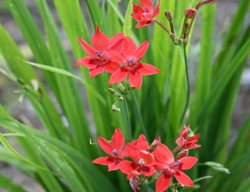 Anomatheca Laxa In Flower
Garden Design
Calimesa, CA