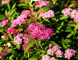 Anthony Waterer Spirea, Spiraea Japonica
Shutterstock.com
New York, NY
