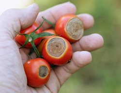 Anthracnose Tomatoes, Tomato Disease, Anthracnose
Shutterstock.com
New York, NY