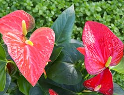 Anthurium Plant, Red Flower, Houseplant
Shutterstock.com
New York, NY