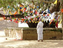 Anuradhapura's Bodhi Tree
Garden Design
Calimesa, CA