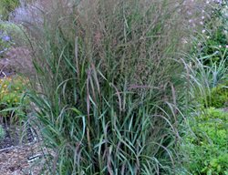 Apache Rose Switch Grass, Panicum Virgatum
Proven Winners
Sycamore, IL