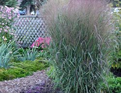 Apache Rose Switchgrass, Panicum Virgatum, Native Grass
Proven Winners
Sycamore, IL