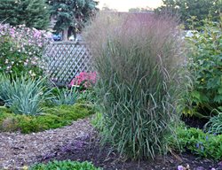 Apache Rose Switchgrass, Panicum Virgatum
Proven Winners
Sycamore, IL