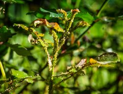 Aphid Damage On Rose
Shutterstock.com
New York, NY