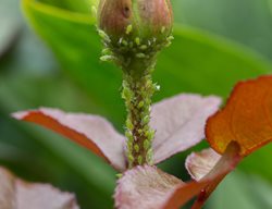 Aphids On Rose Bud, Aphids On Roses
Shutterstock.com
New York, NY