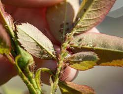 Aphids On Rose Leaves
Shutterstock.com
New York, NY