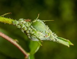 Aphids, Rosebud, Aphid Infestation, Green Aphids
Shutterstock.com
New York, NY
