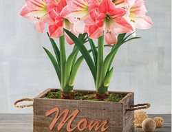 Apple Blossom Amaryllis
Garden Design
Calimesa, CA