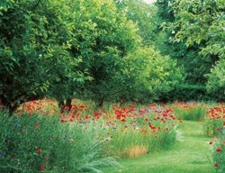 Apple Orchard, Red Poppies
Garden Design
Calimesa, CA