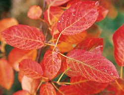 Apple Serviceberry, Fall Tree, Amelanchier
Garden Design
Calimesa, CA