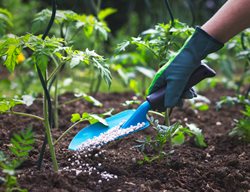 Applying Fertilizer, Blue Trowel, Fertilizing Tomato Plant
Shutterstock.com
New York, NY