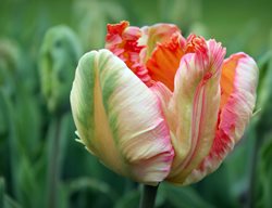 Apricot Parrot Tulip, Ruffled Tulip
Shutterstock.com
New York, NY
