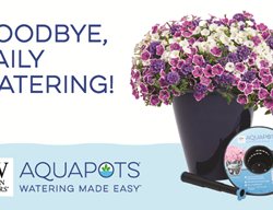 Aquapots Self-Watering Container
Proven Winners
Sycamore, IL