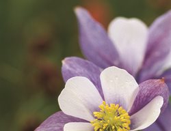 Aquilegia Caerulea, Rocky Mountain Native Plant
Garden Design
Calimesa, CA