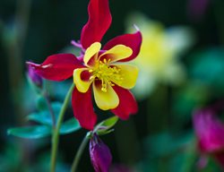 Aquilegia Kansas’ Flowers
Garden Design
Calimesa, CA