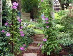 Arbored Pathway, Shade Garden
Garden Design
Calimesa, CA