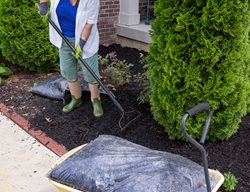 Arborvitae Care, Mulching
Shutterstock.com
New York, NY