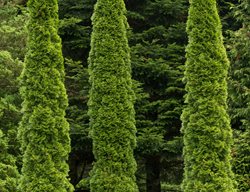 Arborvitae Trees, Evergreen
Dreamstime
