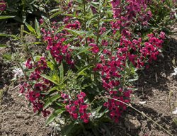Archangel Cherry Red Angelonia, Angelonia Angustifolia, Red Flowers
Millette Photomedia
