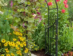 Arched Arbor With Annual Vines, Arbor Over Walkway
Garden Design
Calimesa, CA
