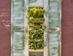 Architectural Salvage, Succulents
Succulent Cafe (Peter Loyola)
Oceanside, CA