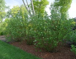 Arctic Fire Red Dogwood,  Cornus Stolonifera
Proven Winners
Sycamore, IL